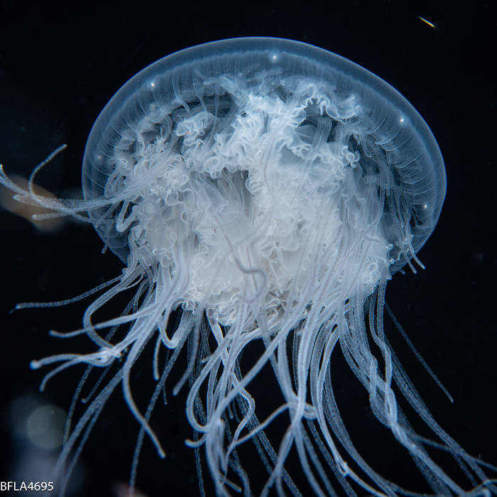 Drymonema larsoni, Gulf Stream edge off Florida, USA