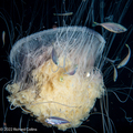 Drymonema larsoni, Gulf Stream edge off Florida, USA