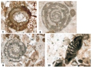 Raoia indica Matsumaru & Sarma, 2010