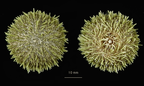 Pseudechinus novaezelandiae Pseudechinus novaezelandiae