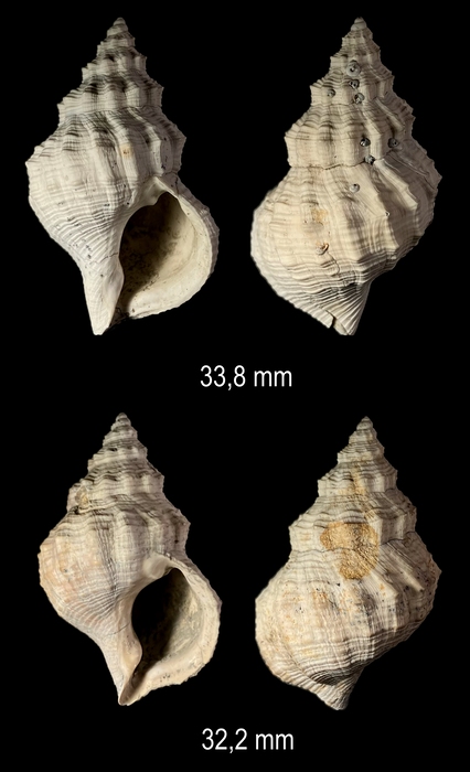 Pisanianura inflata (Brocchi, 1814)