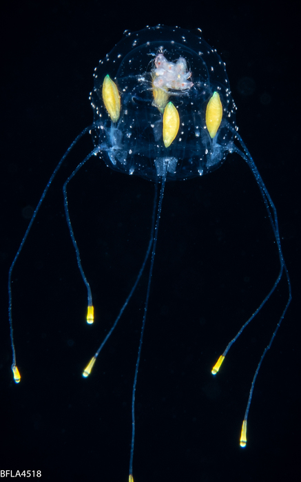 Atorella vanhoeffeni, 10mm, Gulf Stream edge off Florida, USA