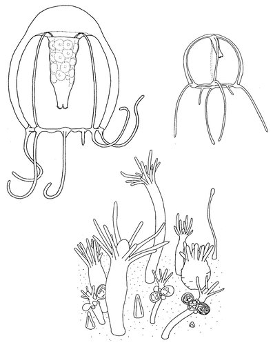 Podocoryna australis, polyps, young medusa, mature medusa; modified from Schuchert (1996)