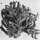 Axinella profunda var. kurushima Tanita, 1961 
