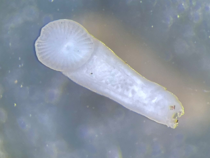 Acanthocotyle verrilli collected from Amblyraja radiata