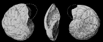 Notorotalia kerguelensis Parr, 1950