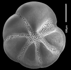 Buccella alvarezii (d'Orbigny, 1839) identified specimen