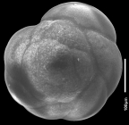 Buccella alvarezii (d'Orbigny, 1839)