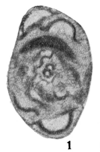 Archaediscus akchimensis Grozdilova & Lebedeva, 1954 Archaediscus akchimensis Grozdilova & Lebedeva, 1954