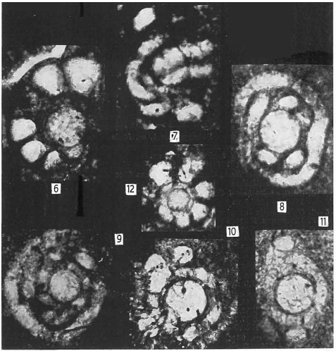 Meandrospira karnica Oravecz-Scheffer, 1971