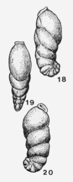 Rectoepistominoides scientis Grigelis, 1960