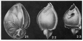 Epistominoides wilcoxensis (Cushman & Ponton, 1932)