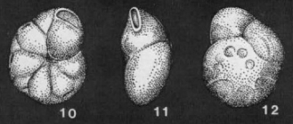 Epistominita sudaviensis Grigelis, 1960