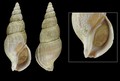 Mollusca (molluscs)