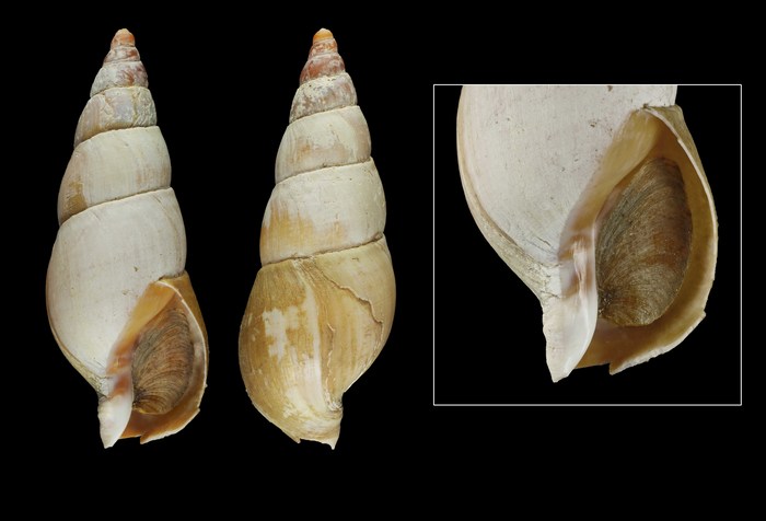 Anomalisipho verkruezeni (Kobelt, 1876), Iceland W, 61.4 mm