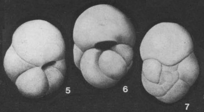 Baggina californica Cushman, 1926