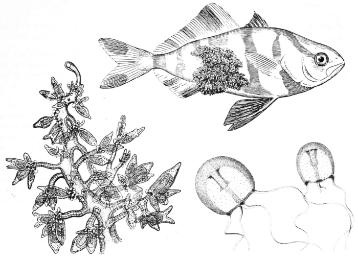 Hydrichthys mirus, modified after Mayer (1910) and Fewkes (1888)