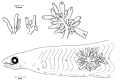 Larsonia pterophylla hydroid modified after Larson (1982)