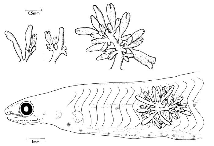 Larsonia pterophylla hydroid modified after Larson (1982)
