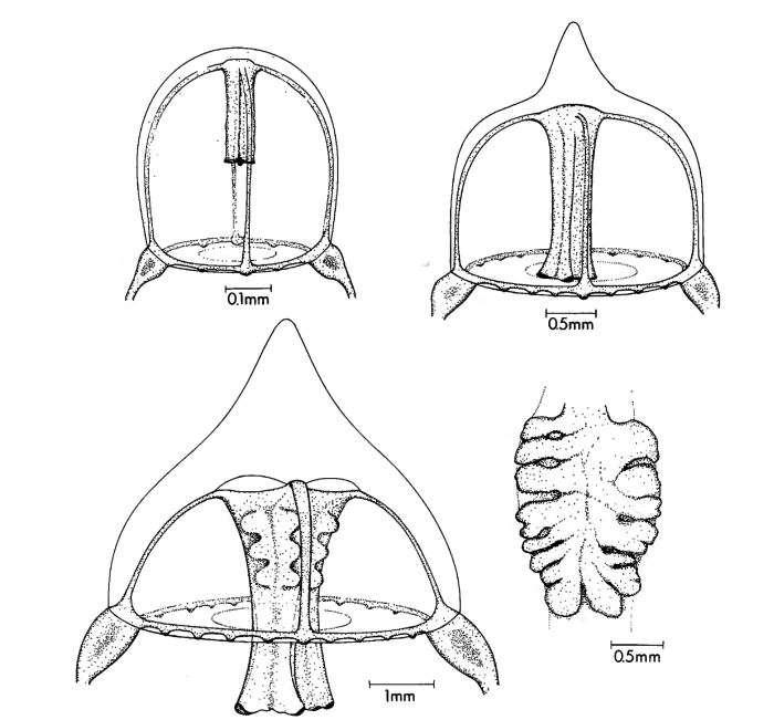 Larsonia pterophylla young medusae, modified after Larson (1982)