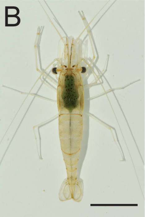 Macrobrachium lanchesteri