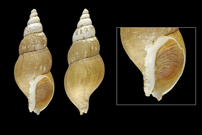 Anomalisipho virgatus (Friele, 1879), Iceland NW, 43.9 mm Anomalisipho virgatus (Friele, 1879), Iceland NW, 43.9 mm