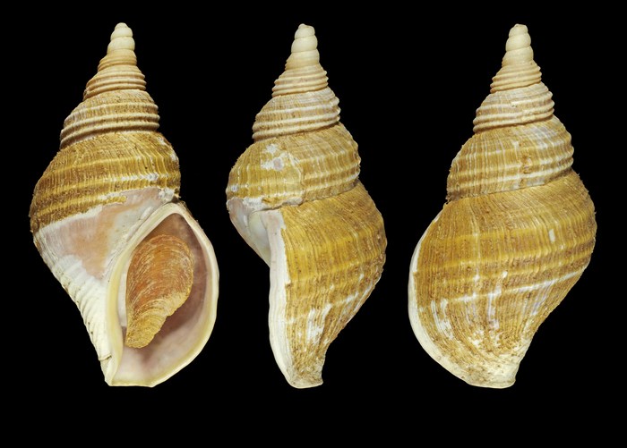 Beringius bogasoni Warén & S.M. Smith, 2006 Iceland W, 92.0 mm Beringius bogasoni Warén & S.M. Smith, 2006 Iceland W, 92.0 mm