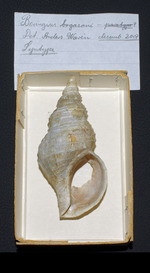 Beringius bogasoni Warén & S. M. Smith, 2006 Iceland SW, 94.0 mm Syntype