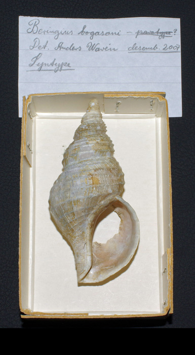 Beringius bogasoni Warén & S. M. Smith, 2006 Iceland SW, 94.0 mm Syntype Beringius bogasoni Warén & S. M. Smith, 2006 Iceland SW, 94.0 mm Syntype