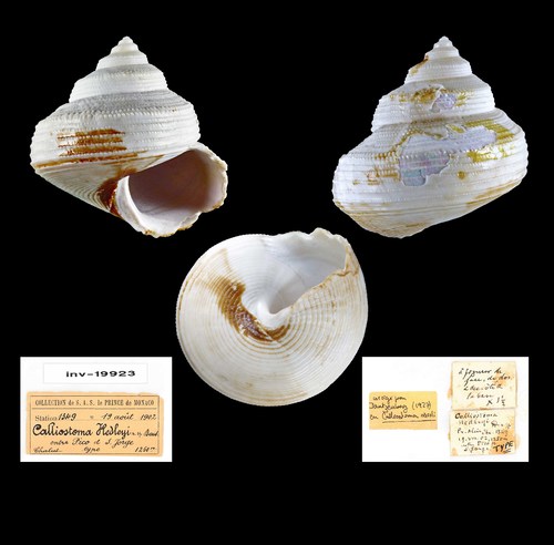 Calliostoma hedleyi Dautzenberg, 1925, Azores, 24.4 mm