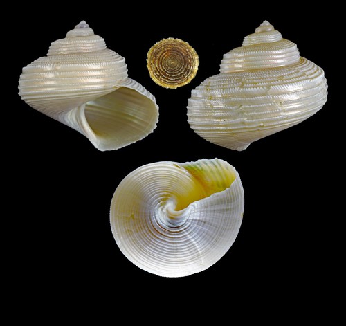 Calliostoma caroli Dautzenberg, 1927 - Iceland W, 26.3 mm