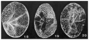 Cribrobaggina socorroensis McCulloch, 1977