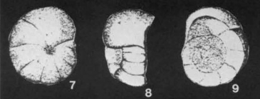 Ozourina concavospira de Klasz, Le Calvez & Rérat, 1969