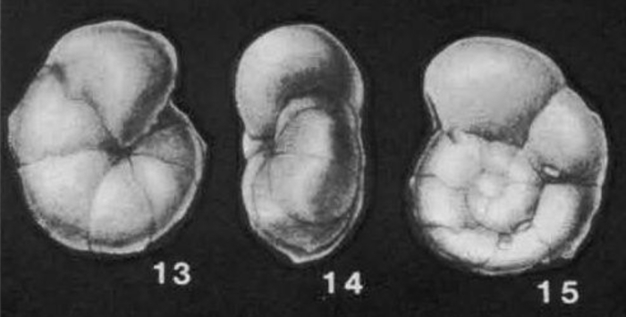 Serovaina orbicella (Bandy, 1951)