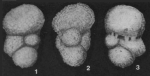 Sphaeroidina corticata Heron-Allen & Earland, 1915