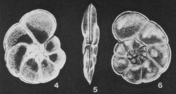 Natlandia secasensis McCulloch, 1977