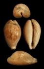 Zonaria porcellus (Brocchi, 1814)