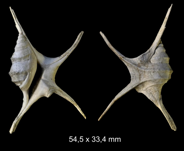 Aporrhais uttingeriana (Risso, 1826) Aporrhais uttingeriana (Risso, 1826)