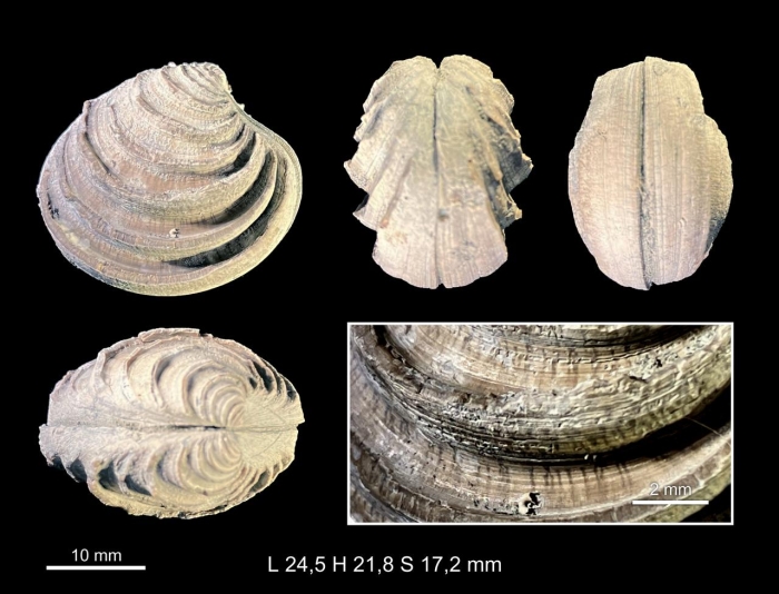 Clausinella fasciata (da Costa, 1778) Clausinella fasciata (da Costa, 1778)