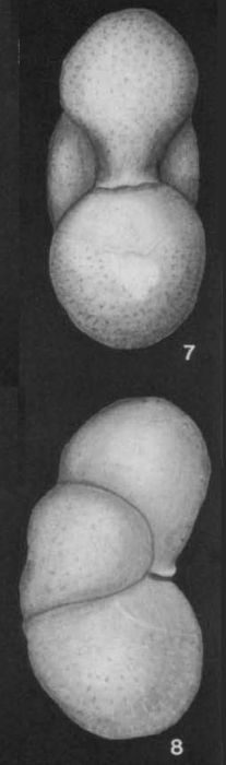 Physalidia simplex Heron-Allen & Earland, 1928 Physalidia simplex Heron-Allen & Earland, 1928