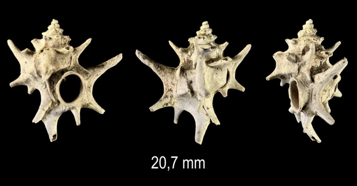 Hirtotyphis horridus (Brocchi, 1814) Hirtotyphis horridus (Brocchi, 1814)
