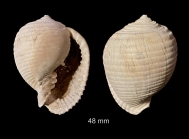 Malea orbiculata (Brocchi, 1814)