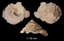 Xenophora crispa (König, 1825)