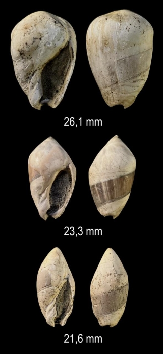 Amalda glandiformis (Lamarck, 1811)