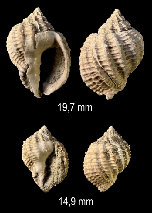 Bivetiella dertonensis (Bellardi, 1841) Bivetiella dertonensis (Bellardi, 1841)