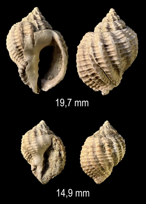 Bivetiella dertonensis (Bellardi, 1841)