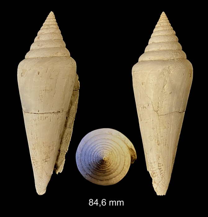 Conus elatus Michelotti, 1847