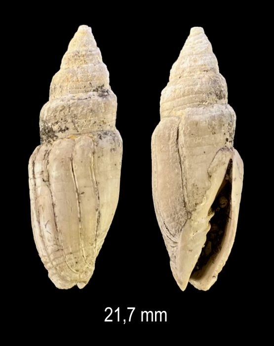 Fraudiziba subcarinata (Bellardi, 1887)