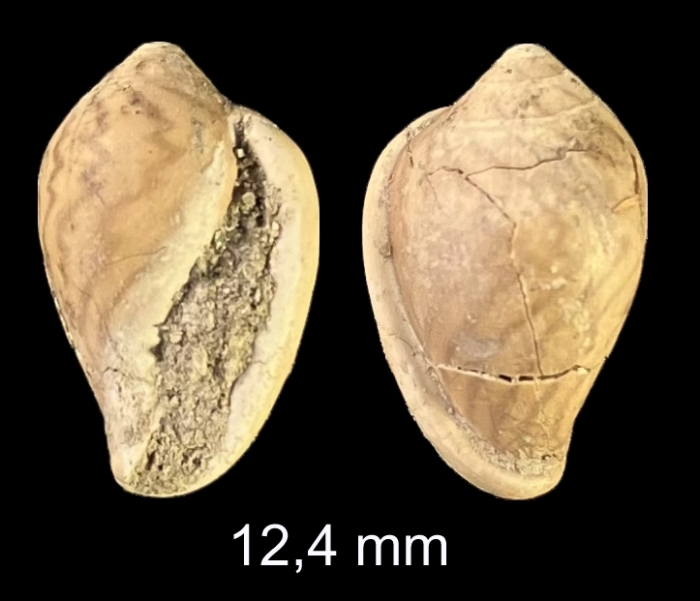  Stazzania marginata (Michelotti, 1847)