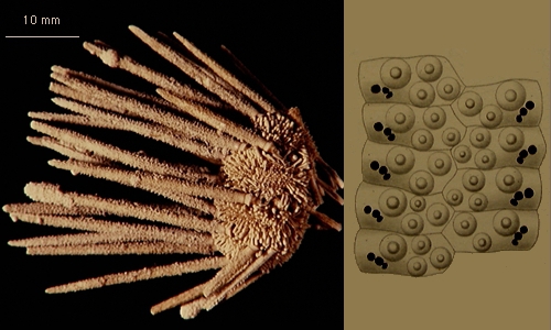 Rhynchocidaris triplopora Rhynchocidaris triplopora